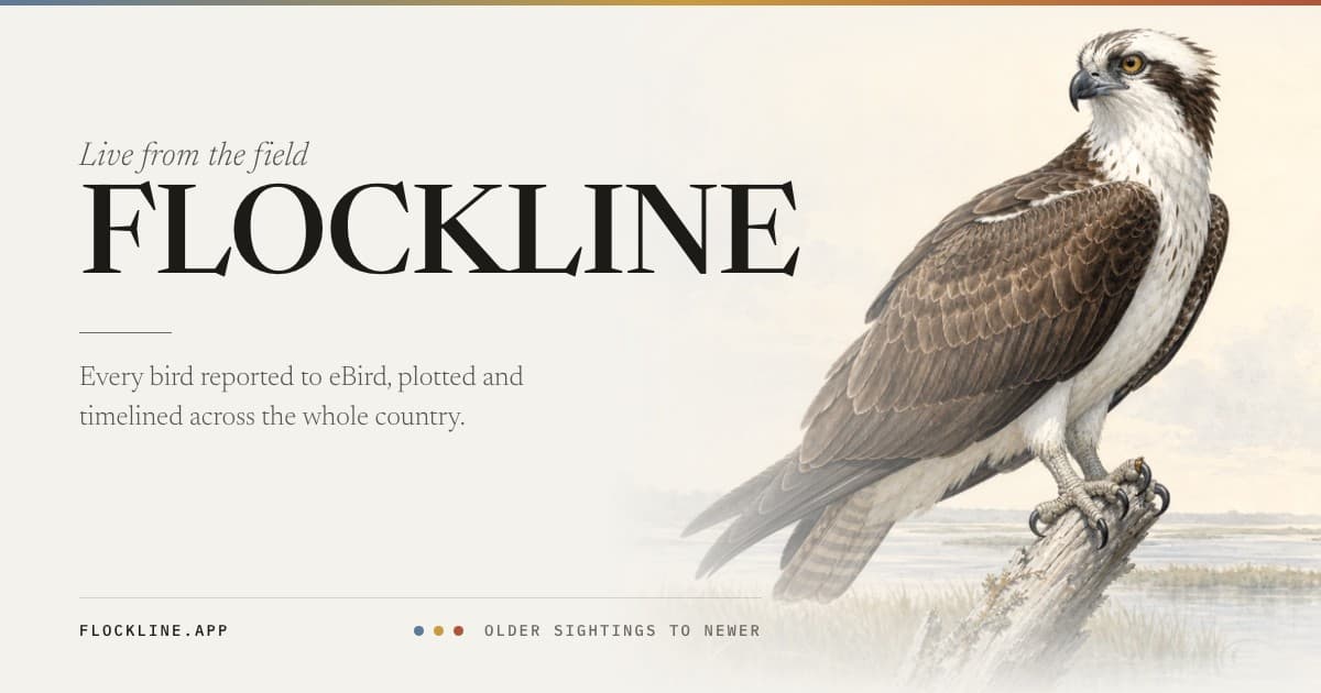 Flockline map and field-guide artwork